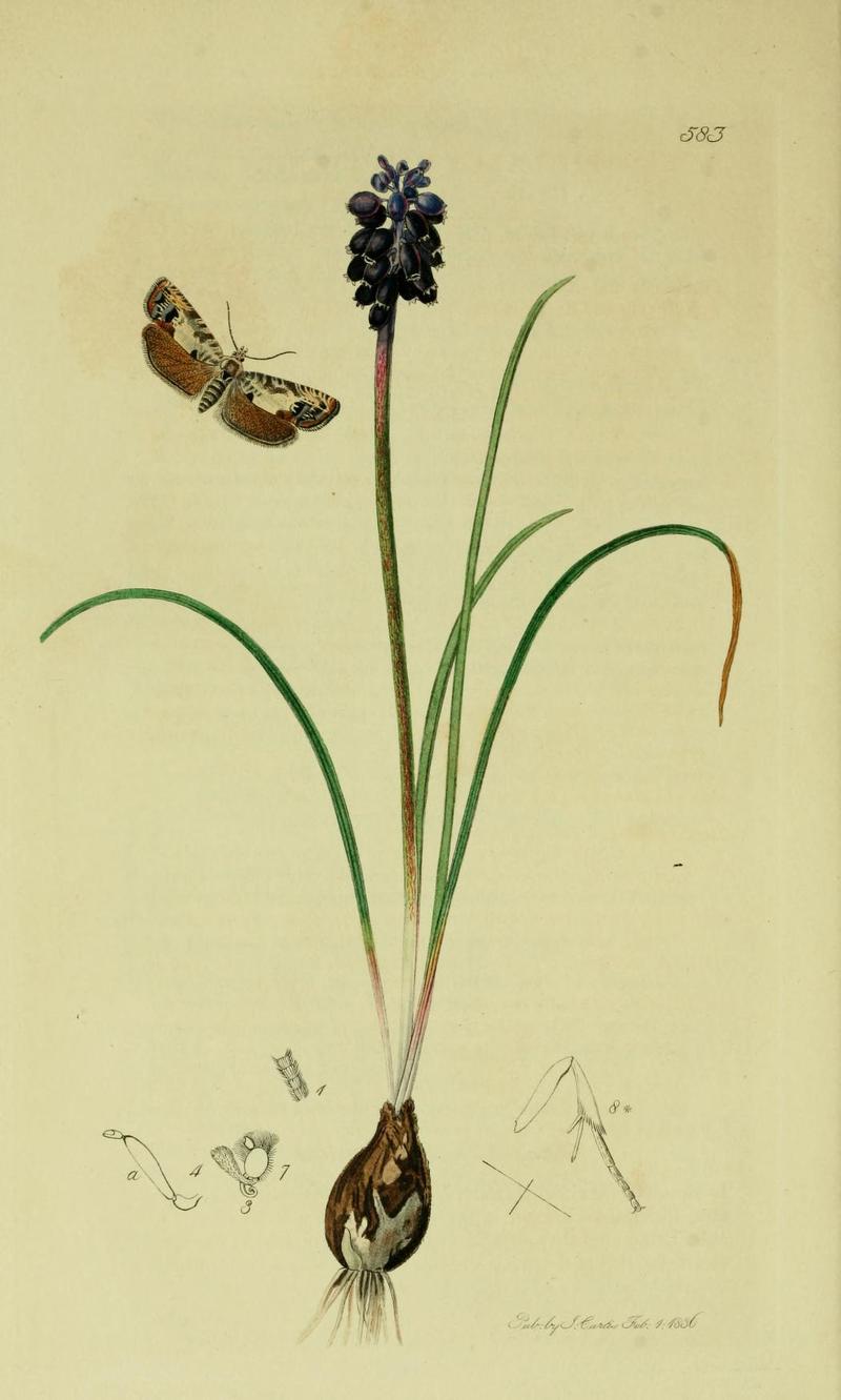 Britishentomologyvolume6Plate583