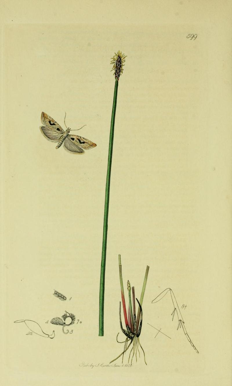 Britishentomologyvolume6Plate599