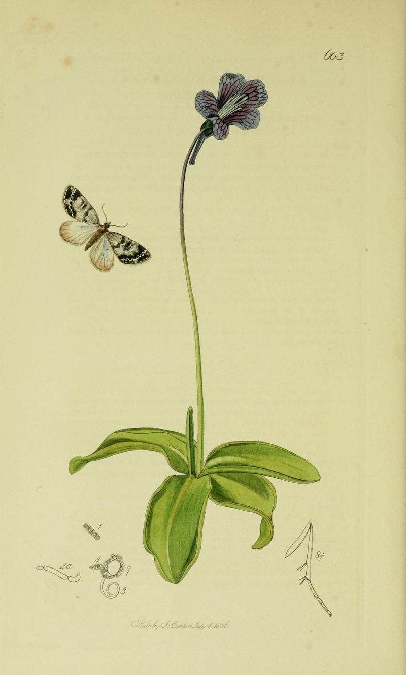 Britishentomologyvolume6Plate603