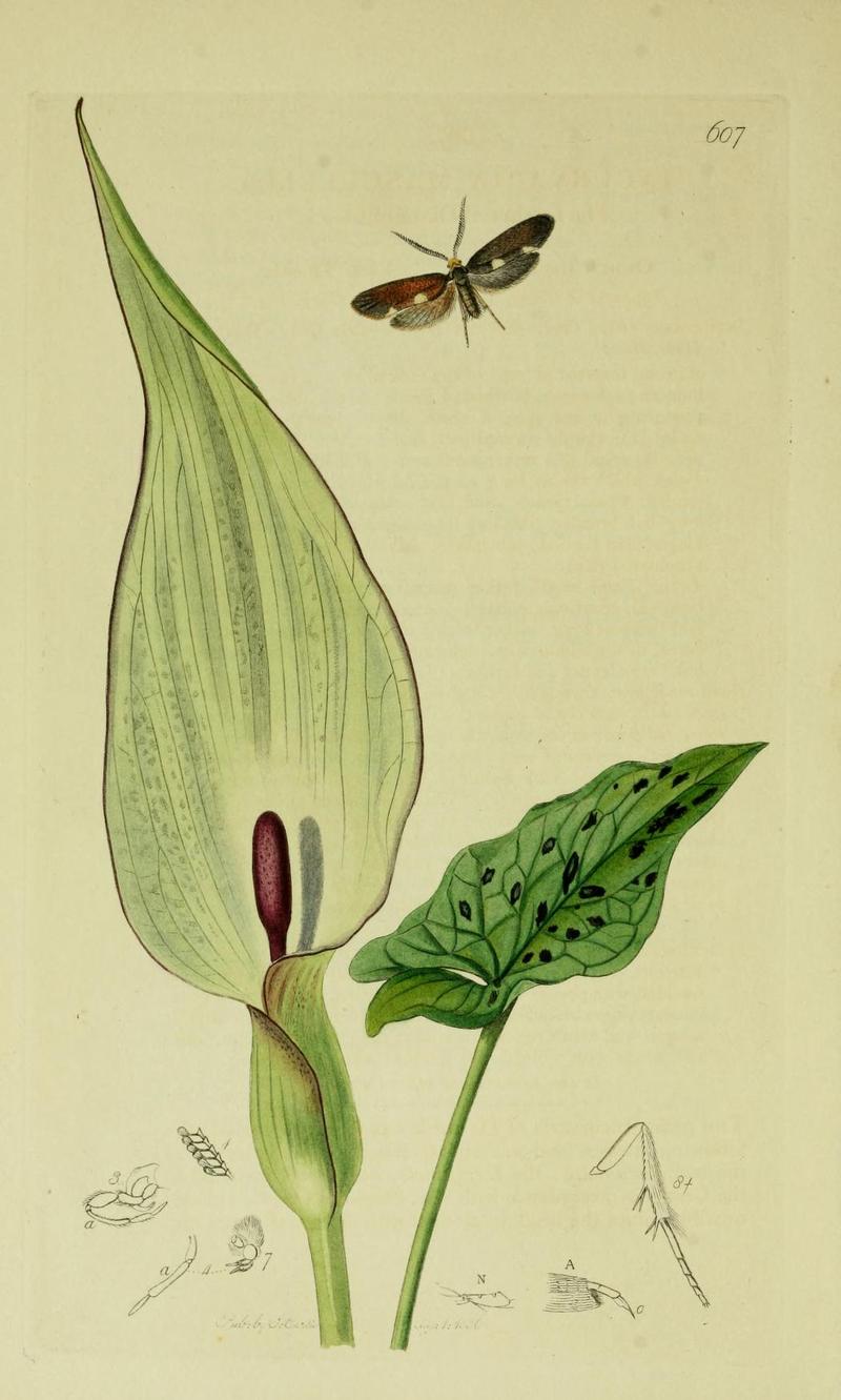 Britishentomologyvolume6Plate607