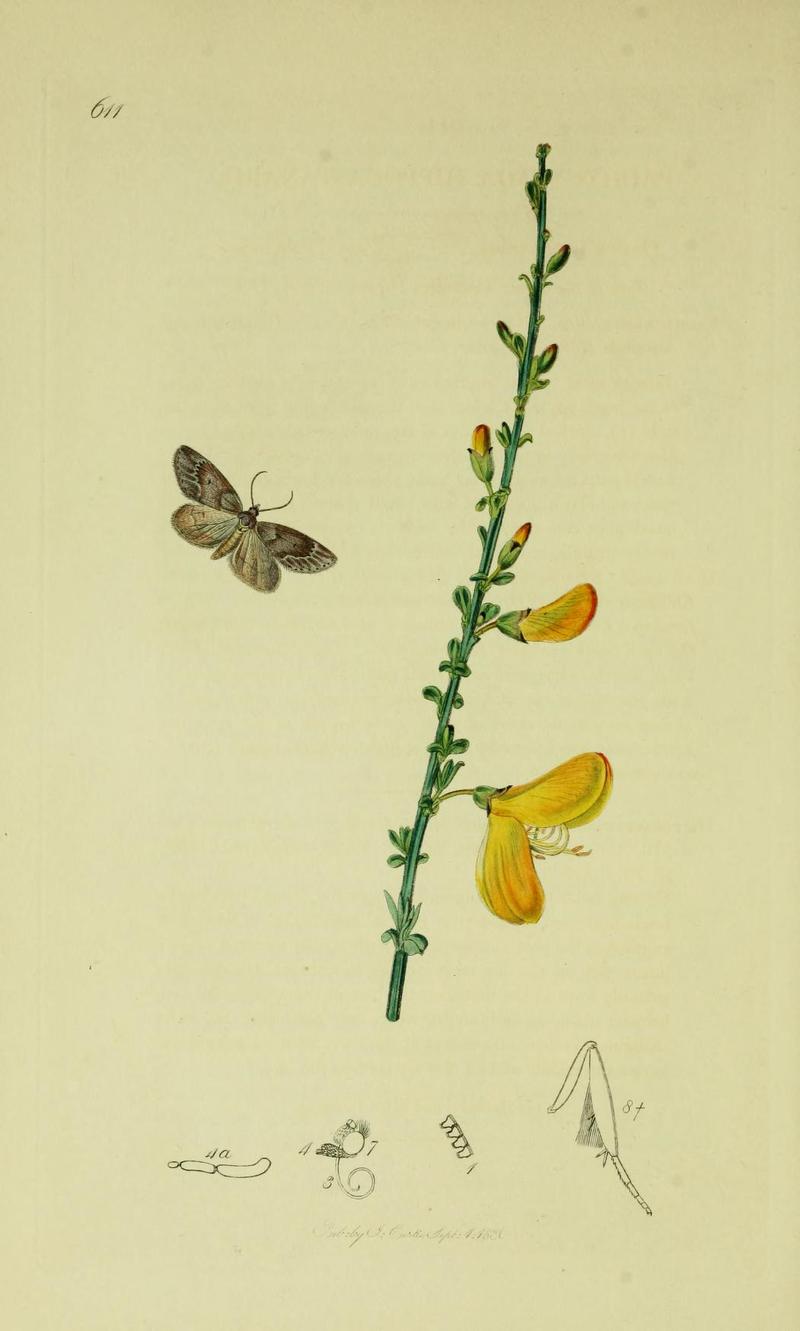Britishentomologyvolume6Plate611