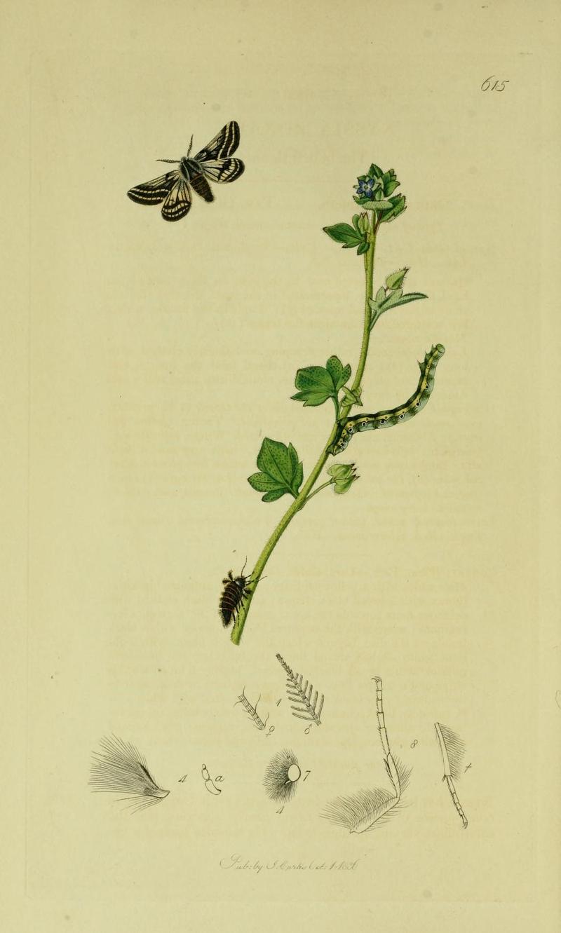 Britishentomologyvolume6Plate615