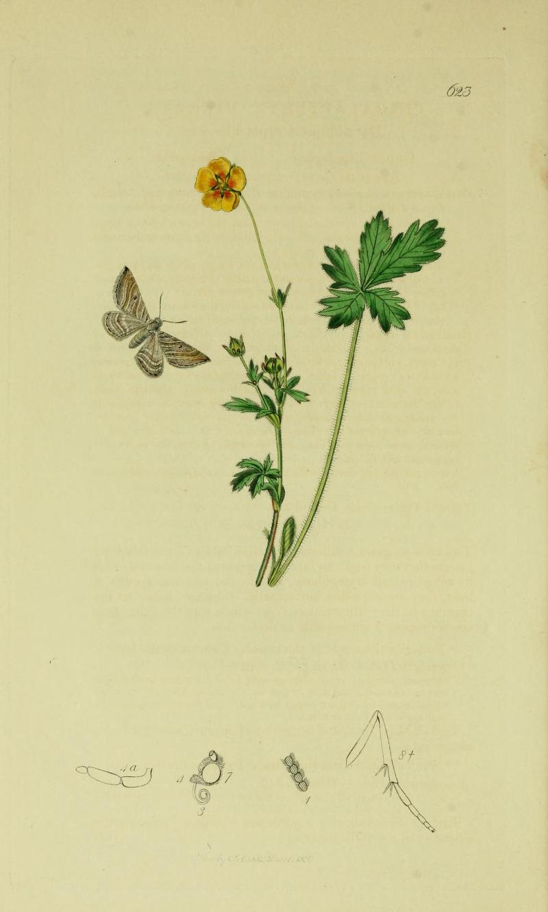 Britishentomologyvolume6Plate623