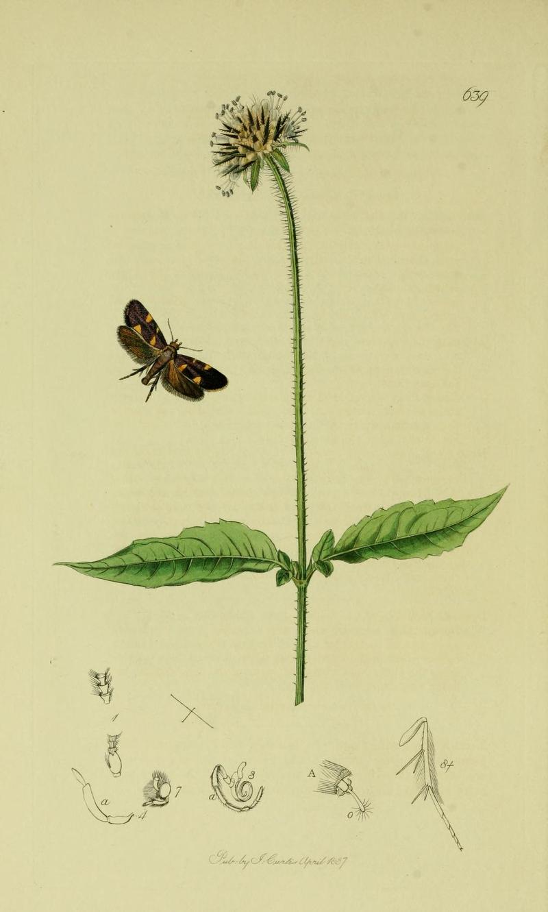 Britishentomologyvolume6Plate639