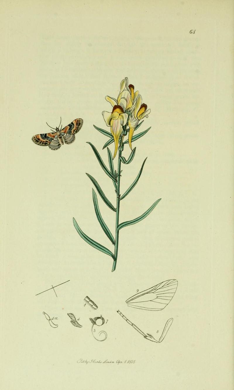 Britishentomologyvolume6Plate64