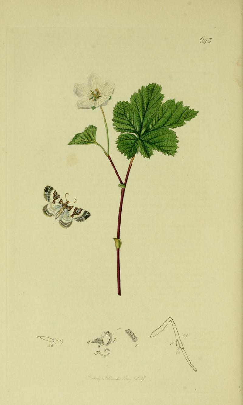 Britishentomologyvolume6Plate643