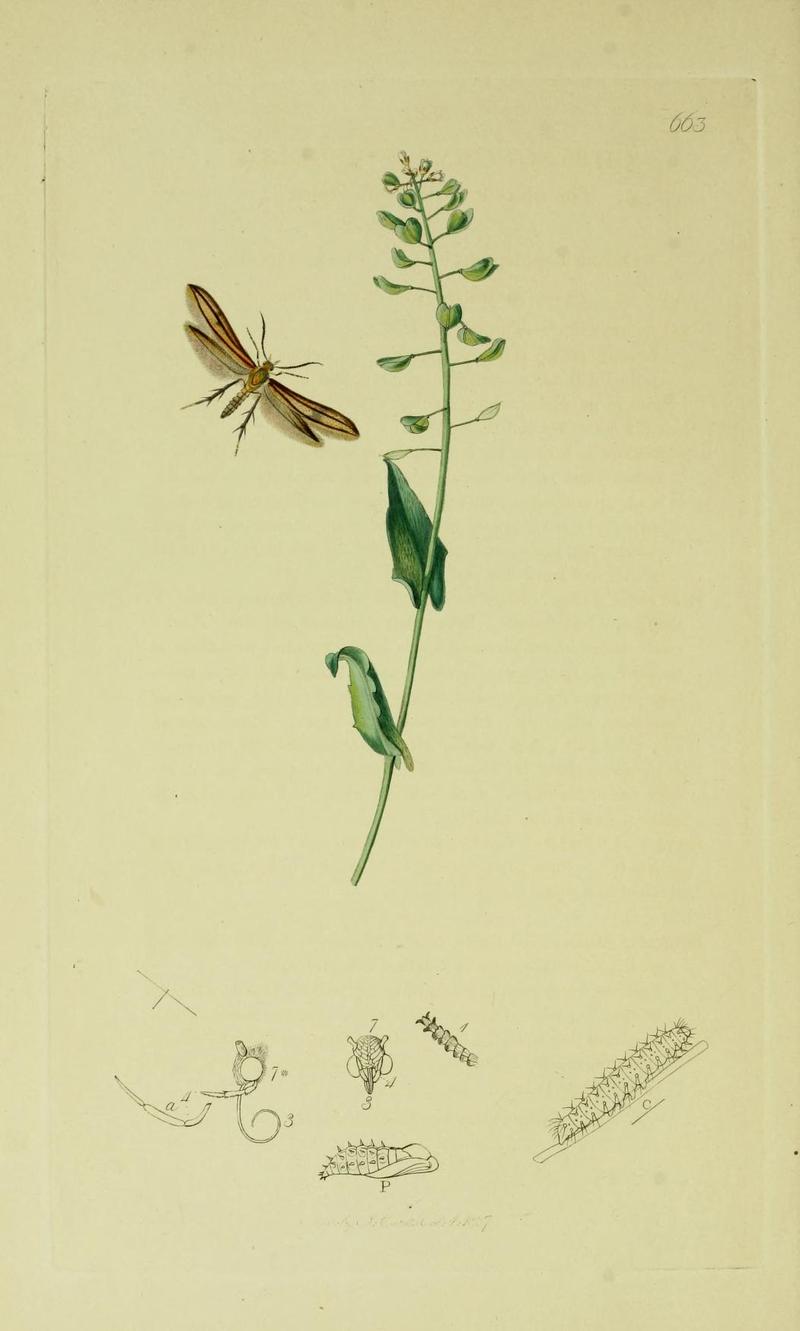Britishentomologyvolume6Plate663