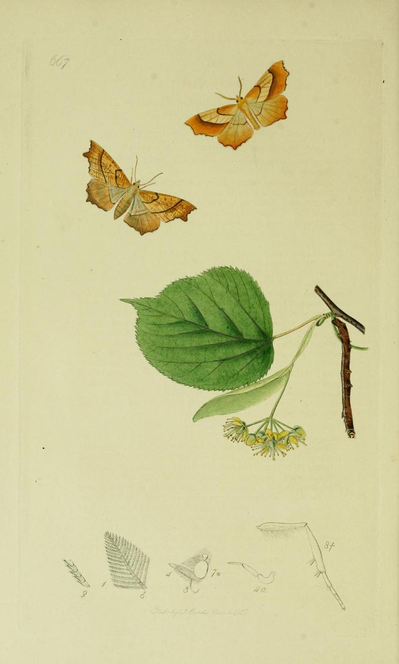 Britishentomologyvolume6Plate667