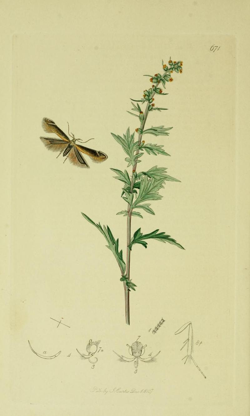 Britishentomologyvolume6Plate671