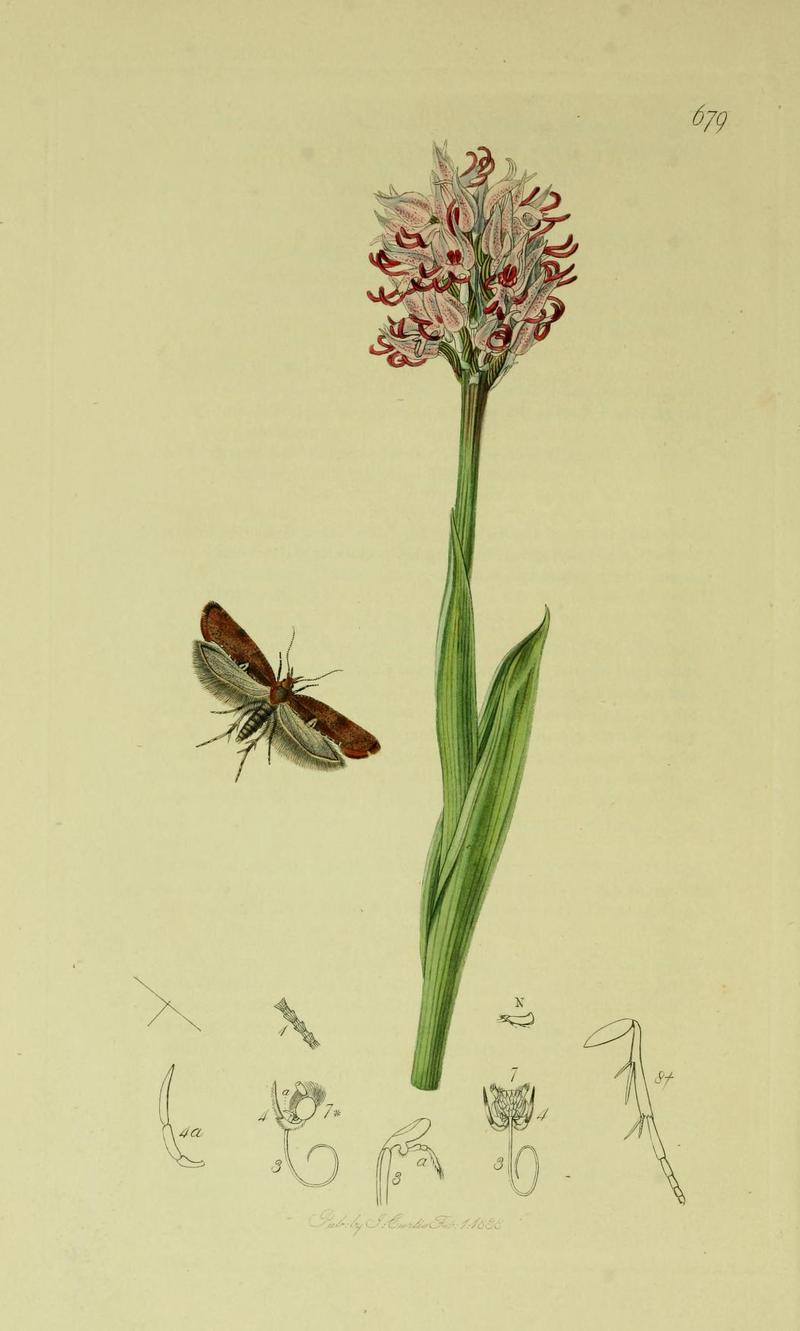 Britishentomologyvolume6Plate679