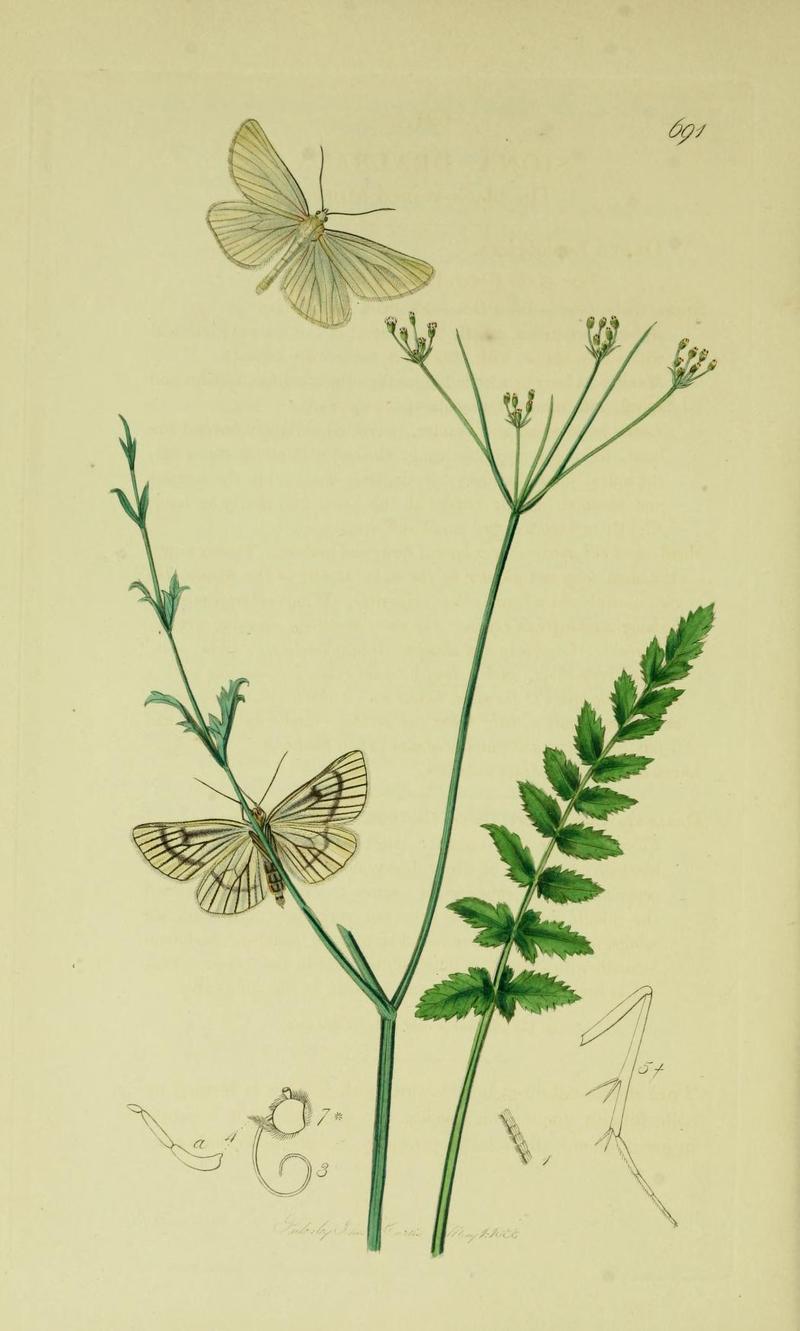 Britishentomologyvolume6Plate691