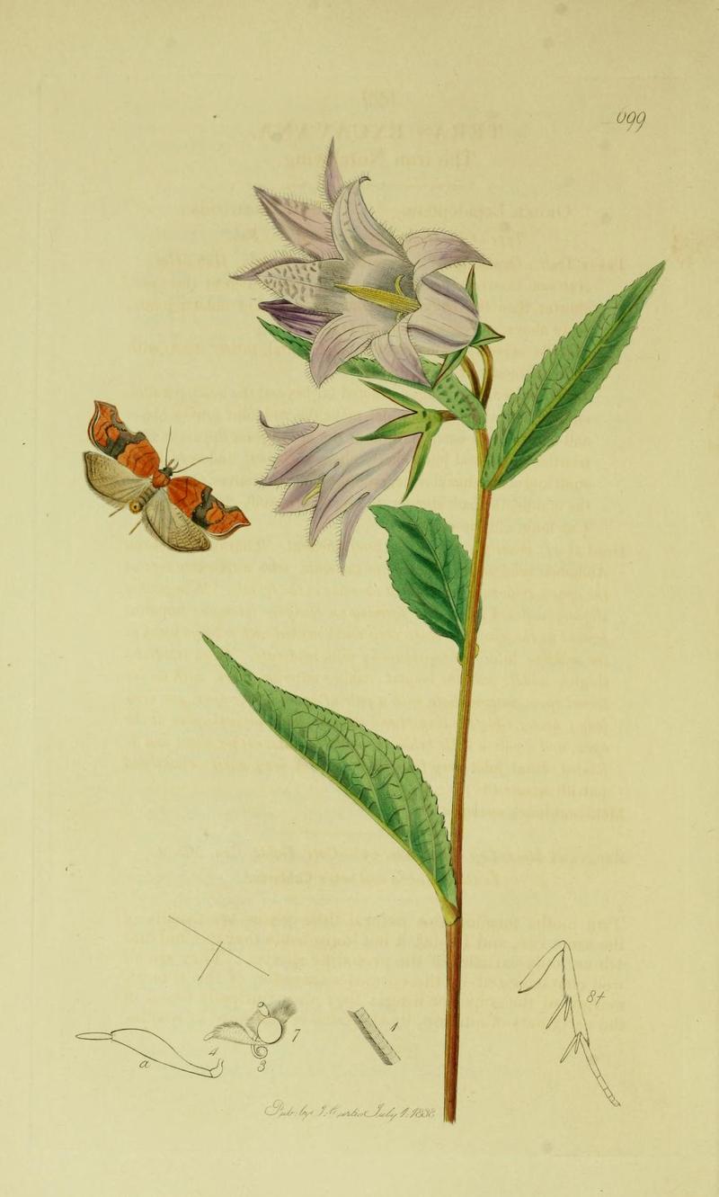 Britishentomologyvolume6Plate699