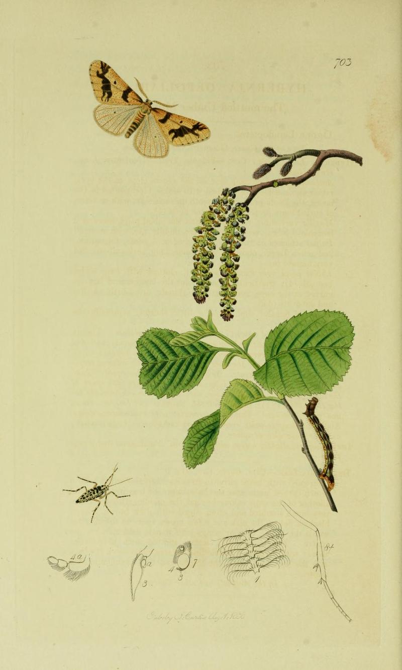 Britishentomologyvolume6Plate703