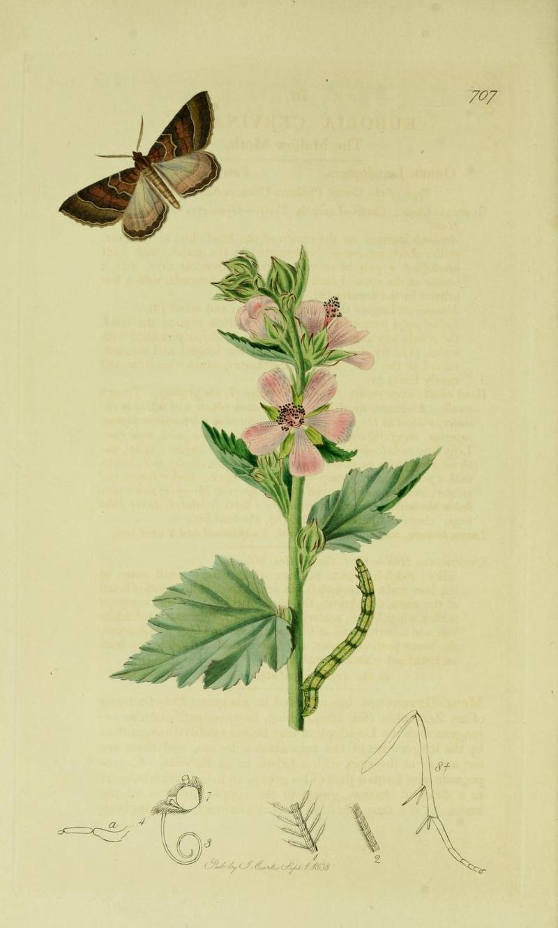 An illustration from British Entomology by John Curtis Lepidoptera Larentia clavaria