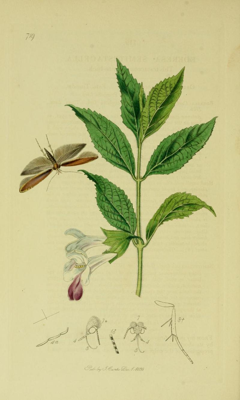 Britishentomologyvolume6Plate719