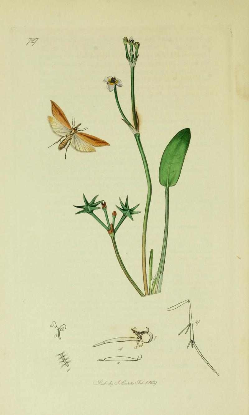 Britishentomologyvolume6Plate727