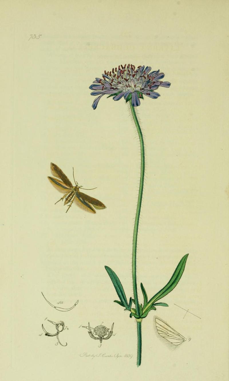 Britishentomologyvolume6Plate735