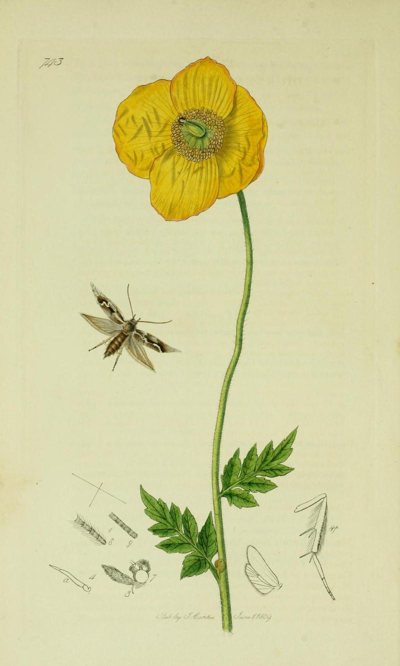 Britishentomologyvolume6Plate743