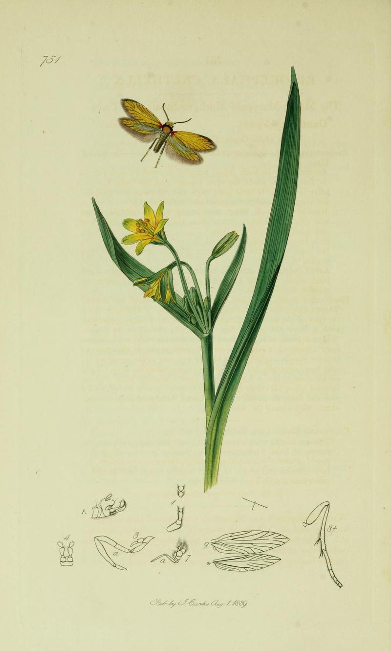 Britishentomologyvolume6Plate751
