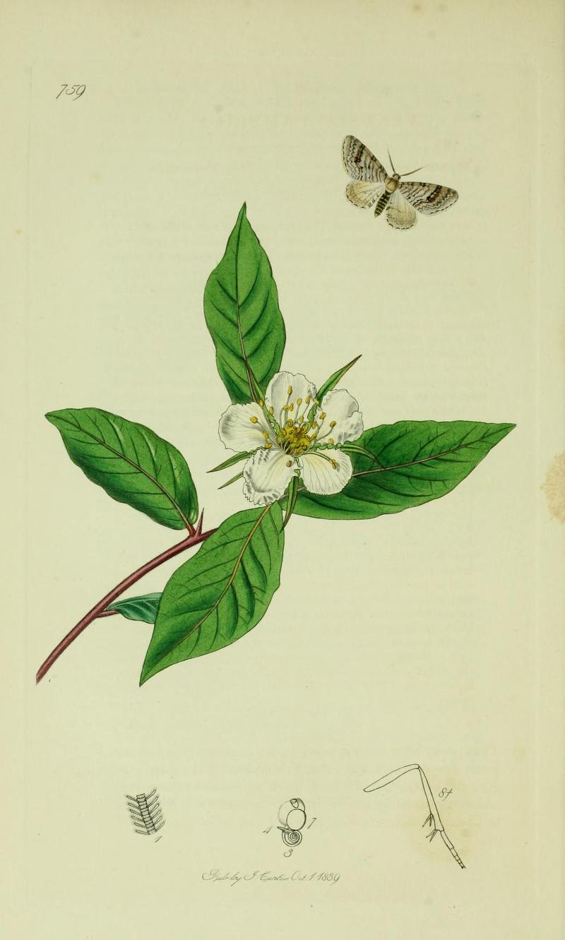 Britishentomologyvolume6Plate759