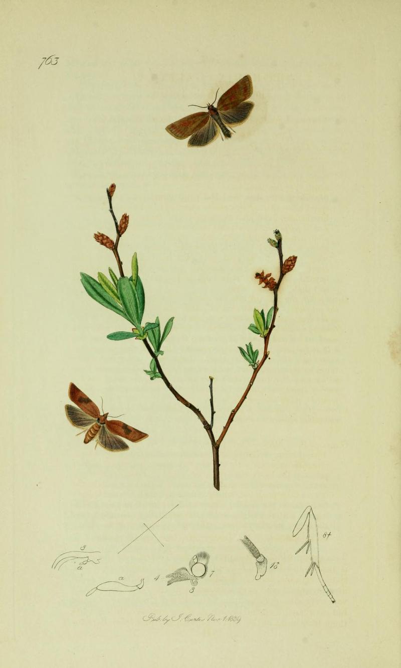 Britishentomologyvolume6Plate763
