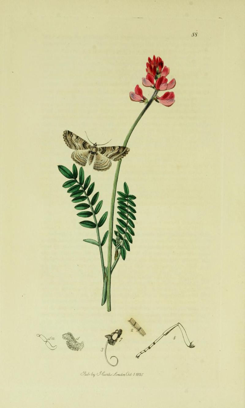 Britishentomologyvolume6Plate88