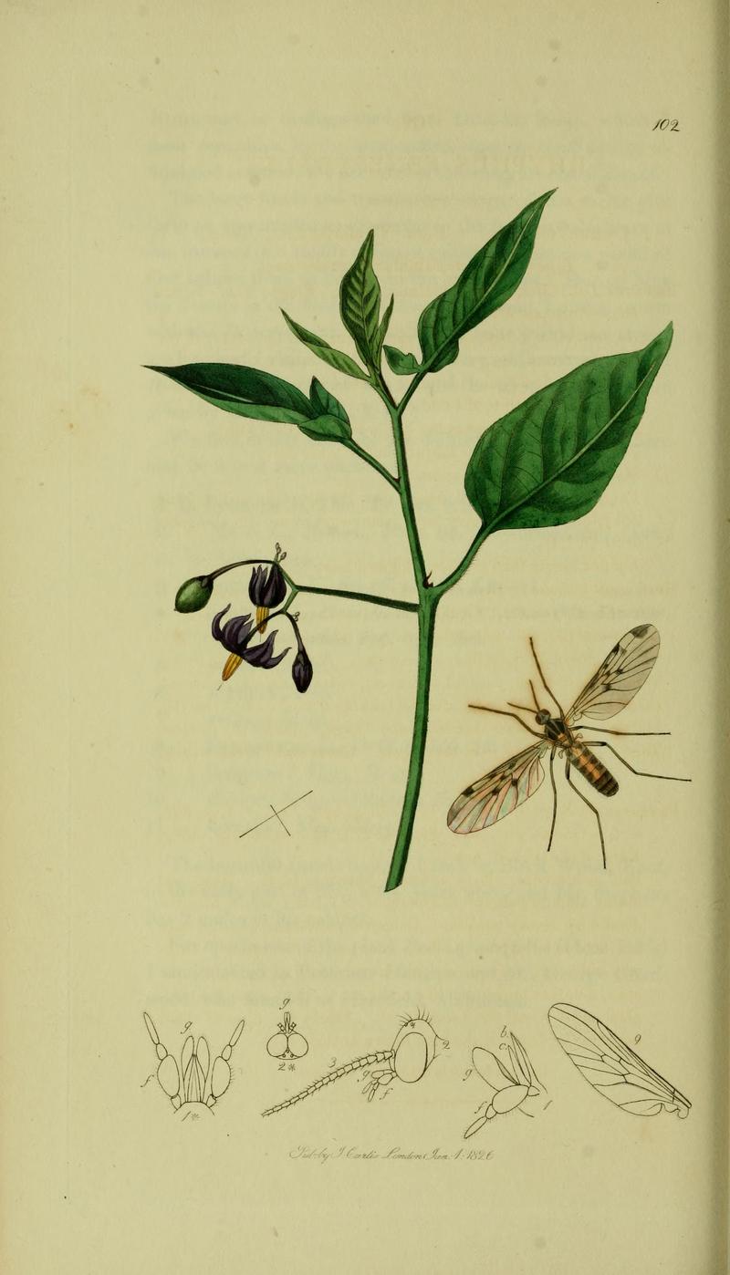 Britishentomologyvolume8Plate102