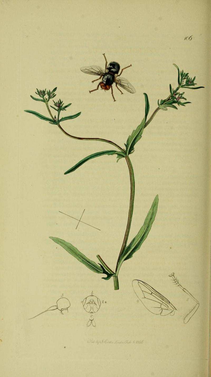 Britishentomologyvolume8Plate106