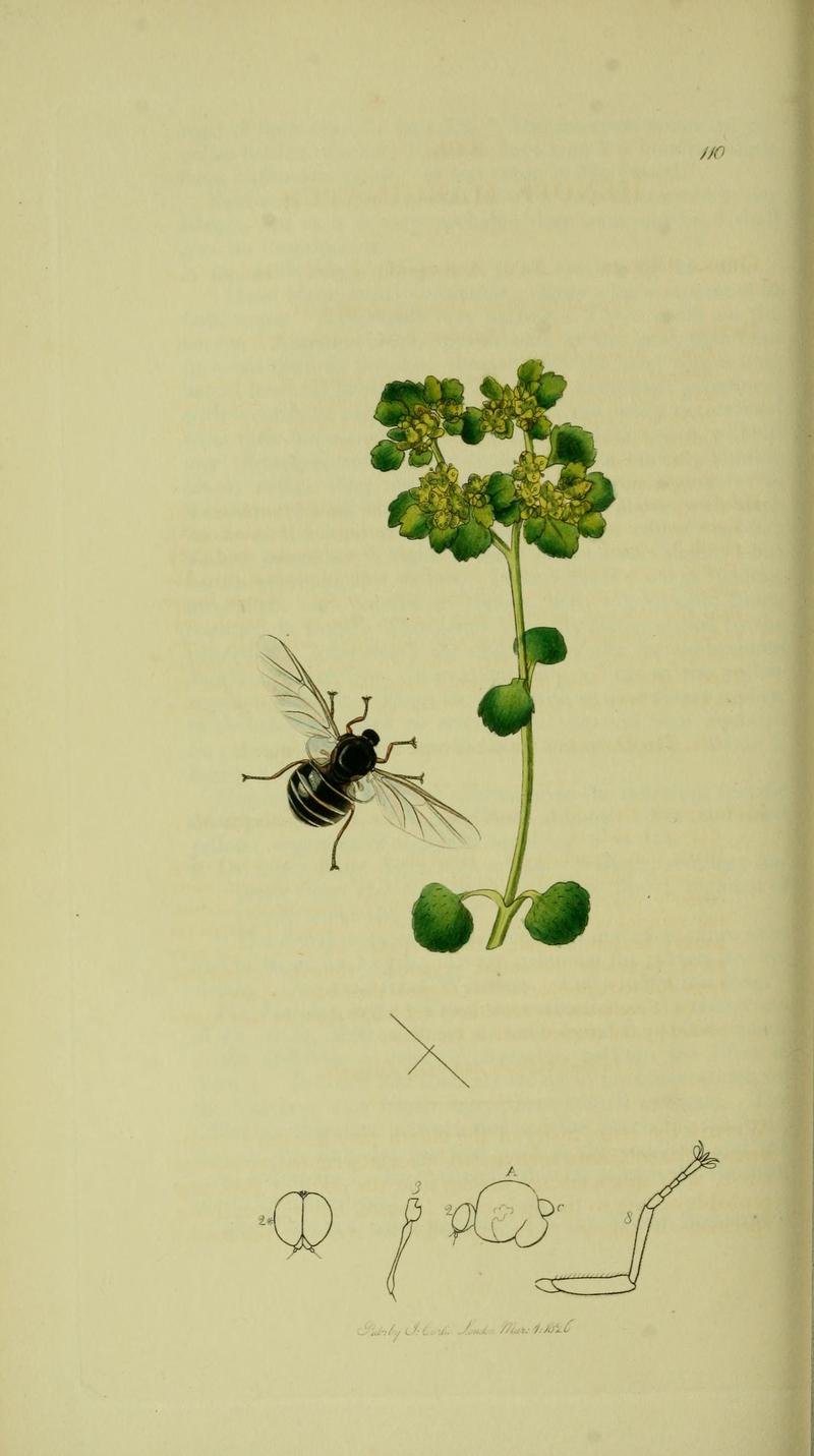 Britishentomologyvolume8Plate110