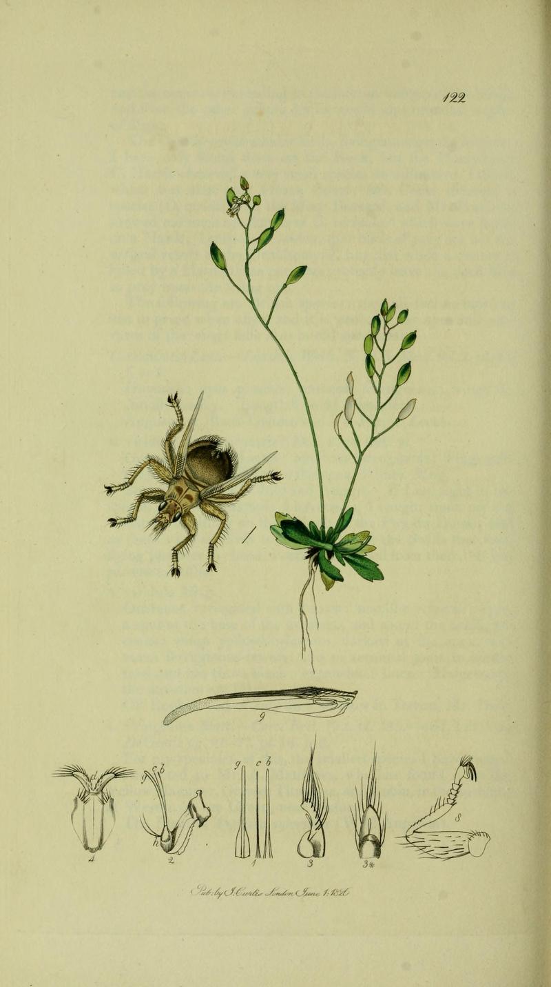 Britishentomologyvolume8Plate122