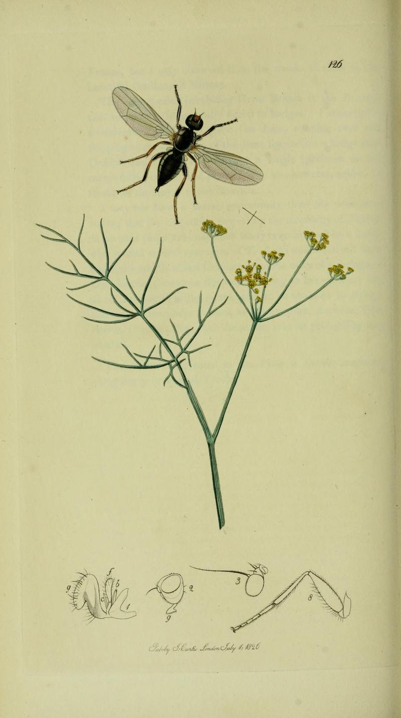 Britishentomologyvolume8Plate126