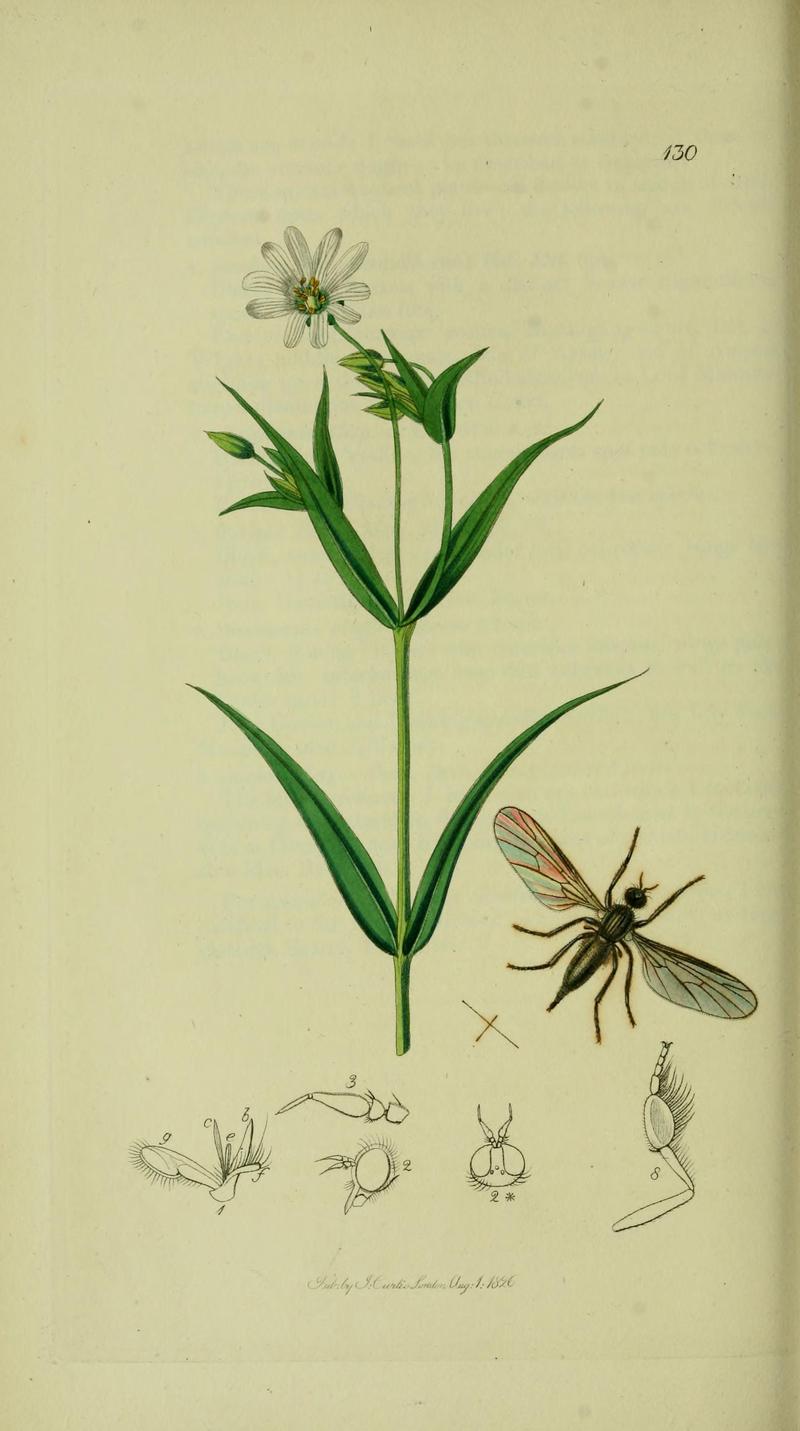 Britishentomologyvolume8Plate130