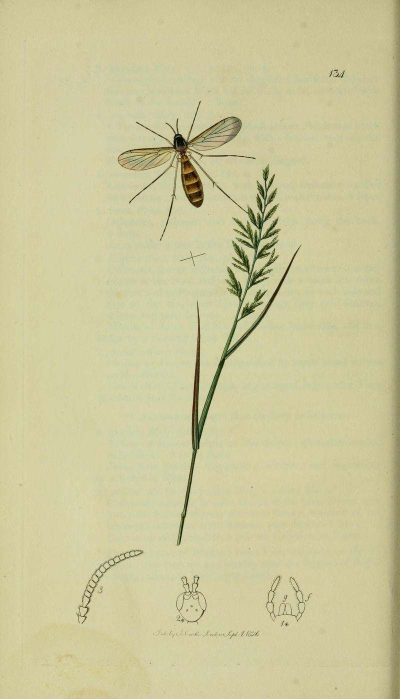 Britishentomologyvolume8Plate134