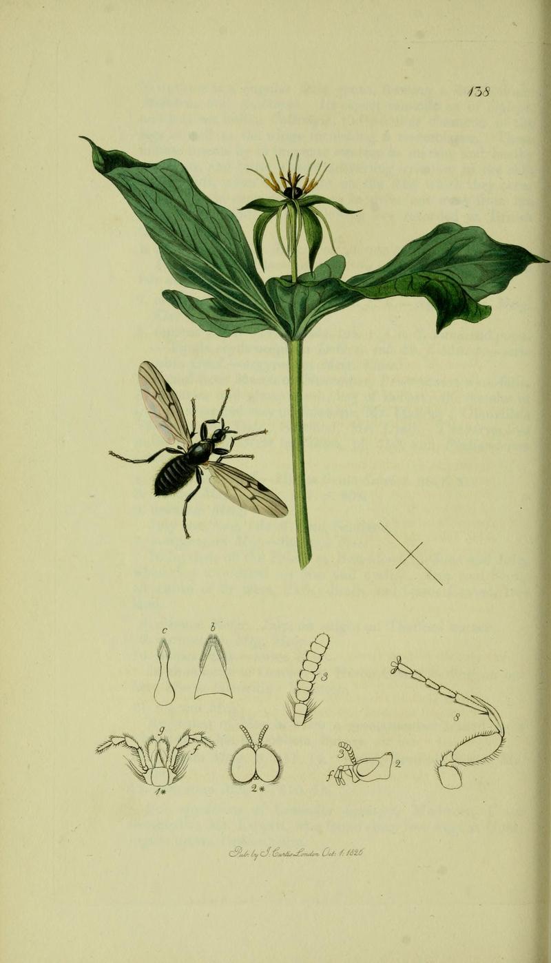 John Curtis British Entomology Folio 138 Diptera Bibio venosus Veined Cranefly The plant is Paris quadrifolia Herb Paris