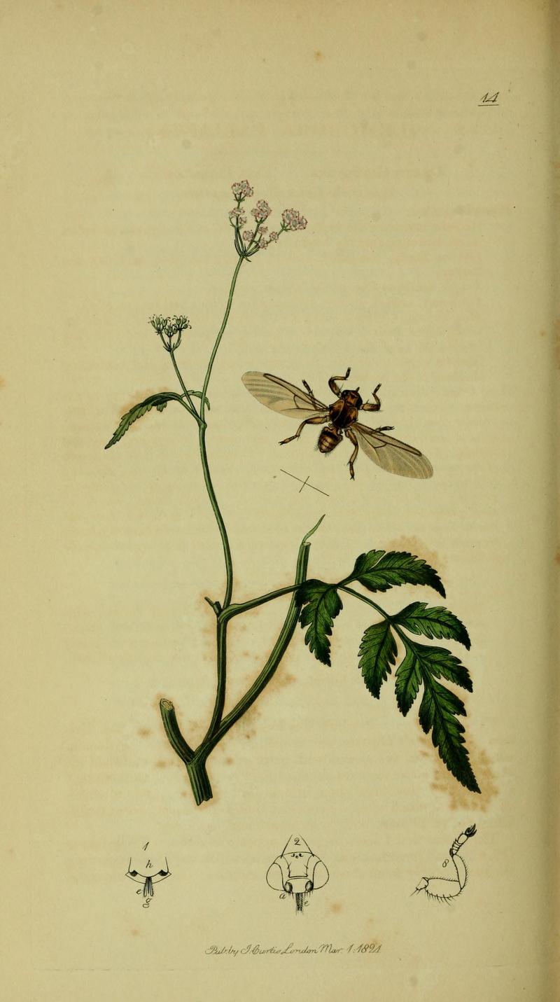 Britishentomologyvolume8Plate14