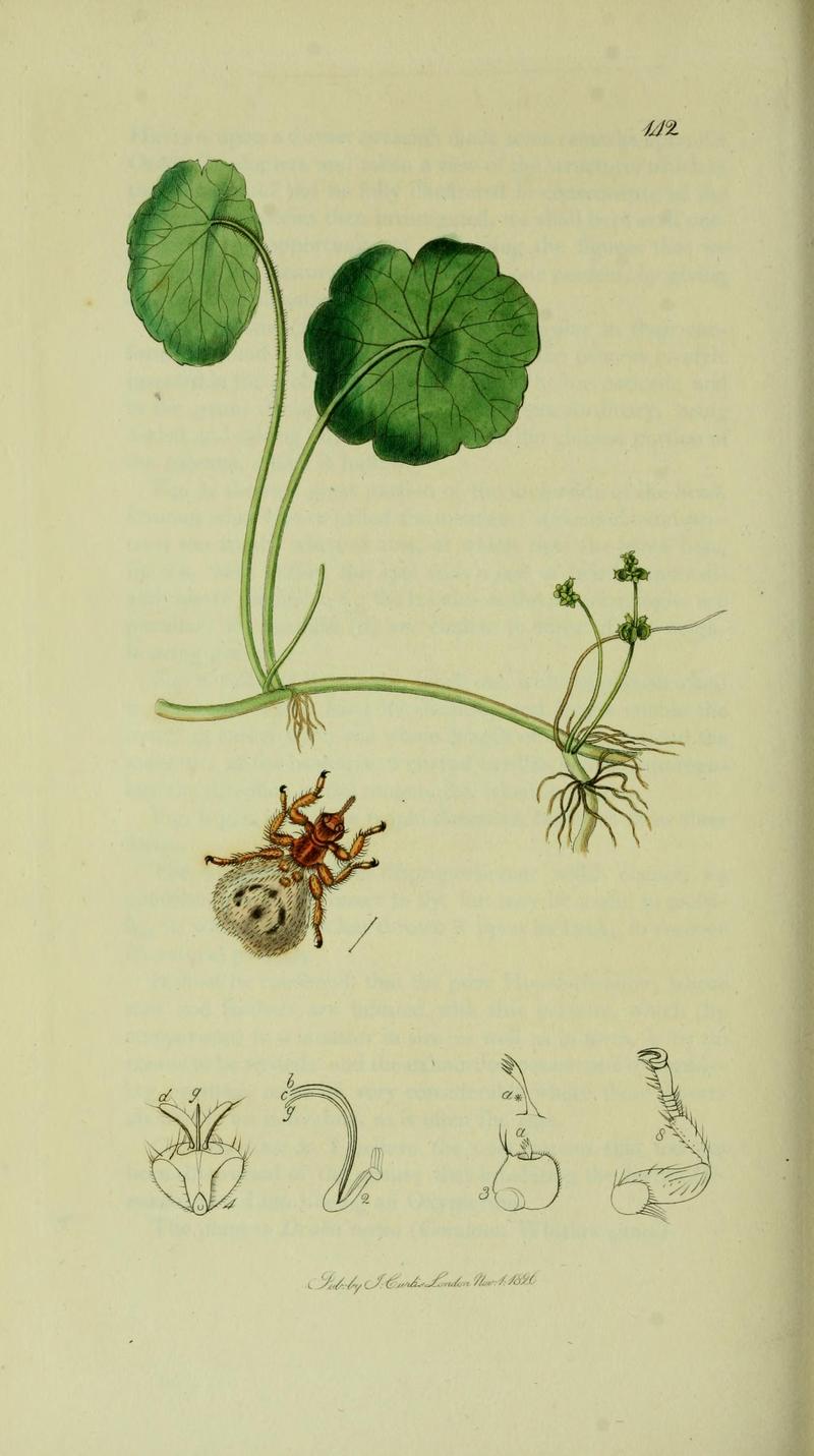 Britishentomologyvolume8Plate142