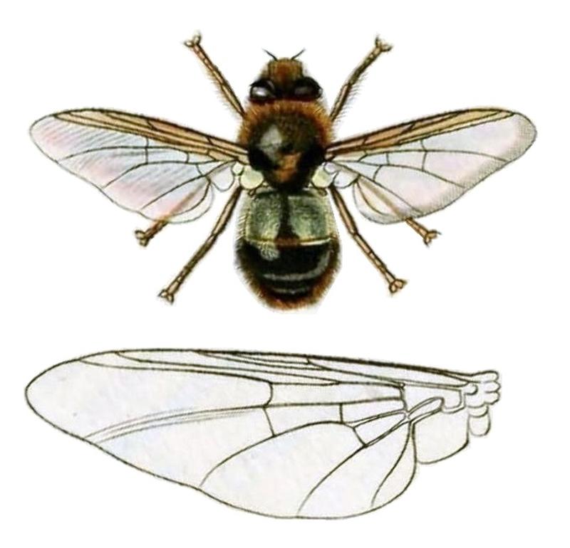 Britishentomologyvolume8Plate146, crop1