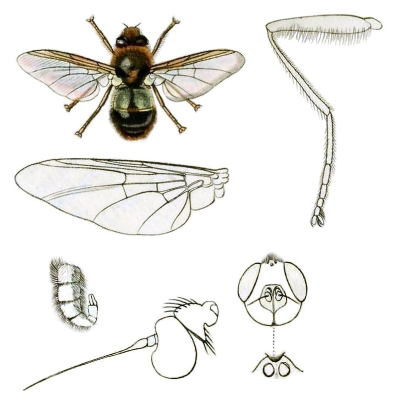 Britishentomologyvolume8Plate146, crop2