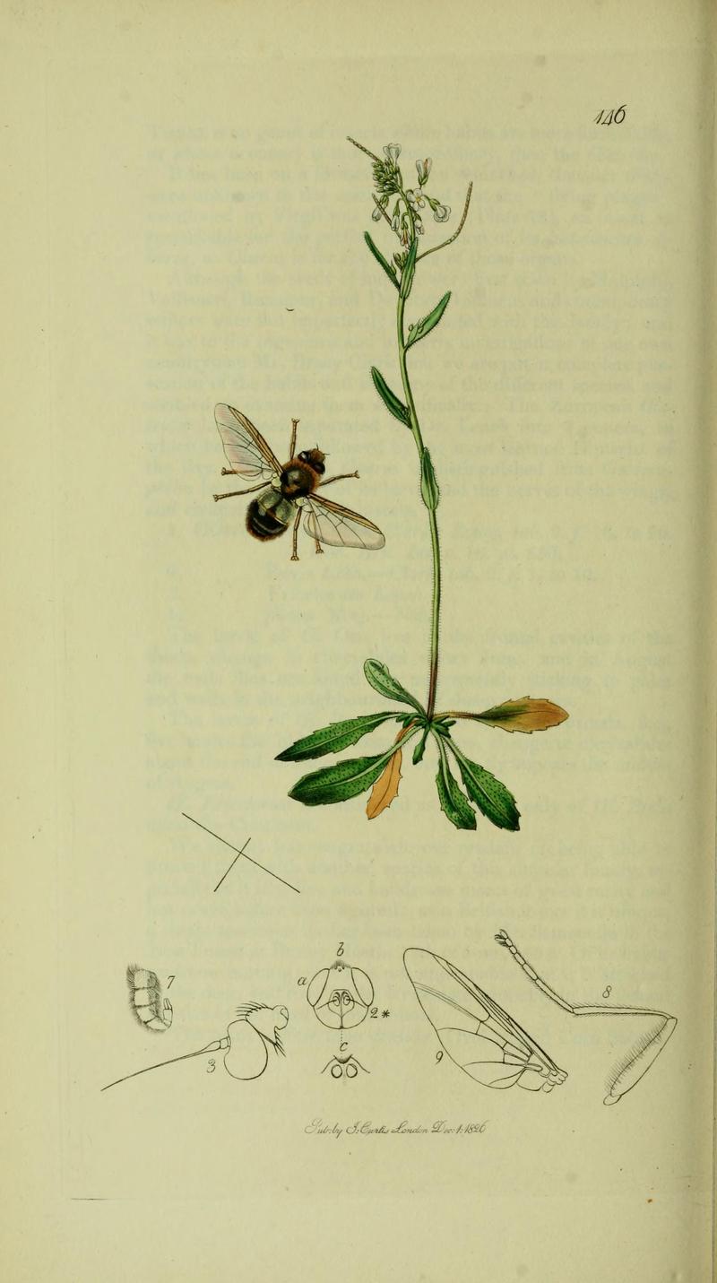 Britishentomologyvolume8Plate146