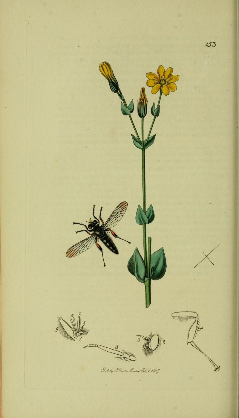 Britishentomologyvolume8Plate153