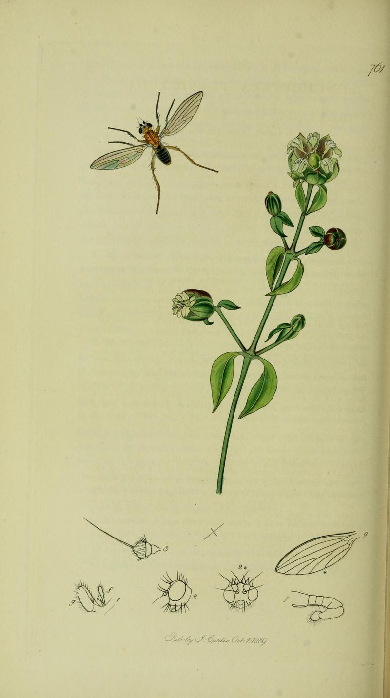 Britishentomologyvolume8Plate161