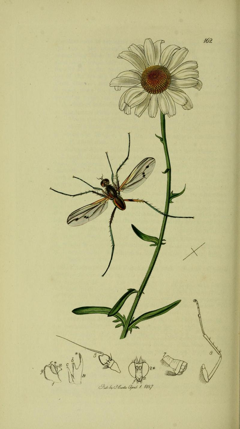 Britishentomologyvolume8Plate162