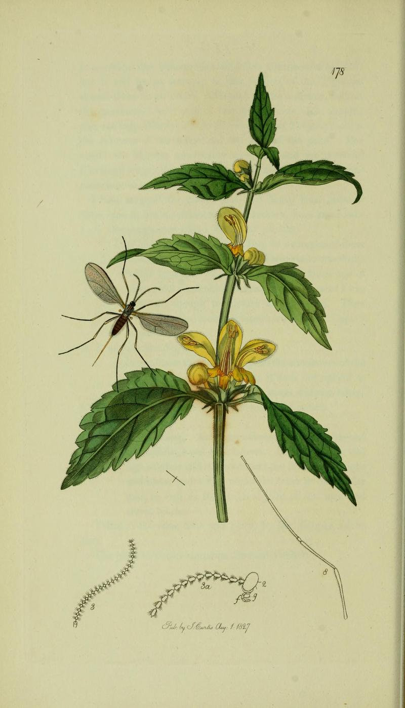Britishentomologyvolume8Plate178