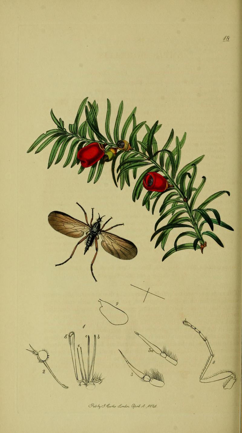 Britishentomologyvolume8Plate18