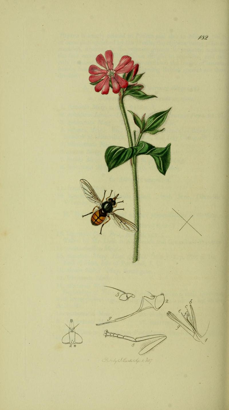 Britishentomologyvolume8Plate182