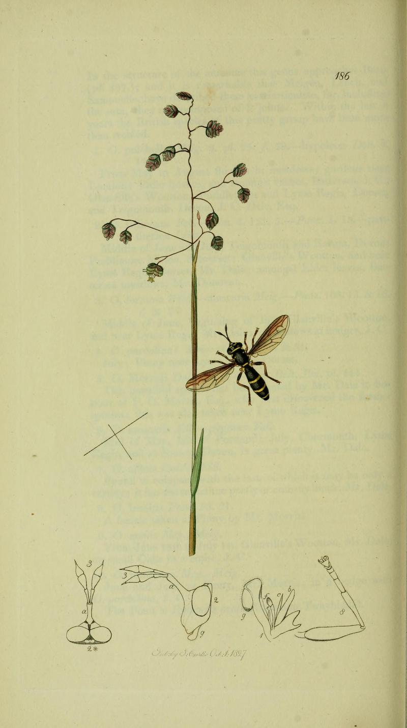 Britishentomologyvolume8Plate186