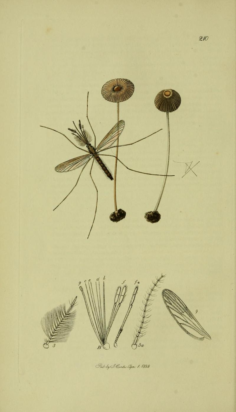 Britishentomologyvolume8Plate210