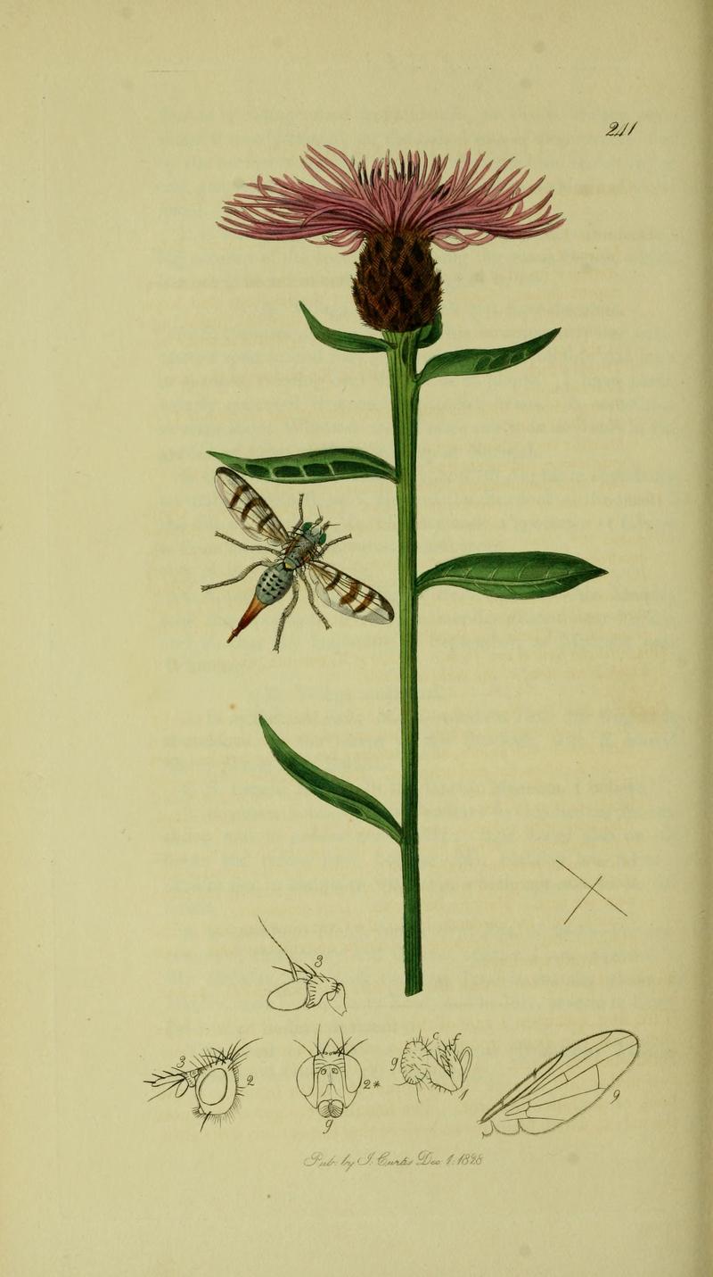 Britishentomologyvolume8Plate241