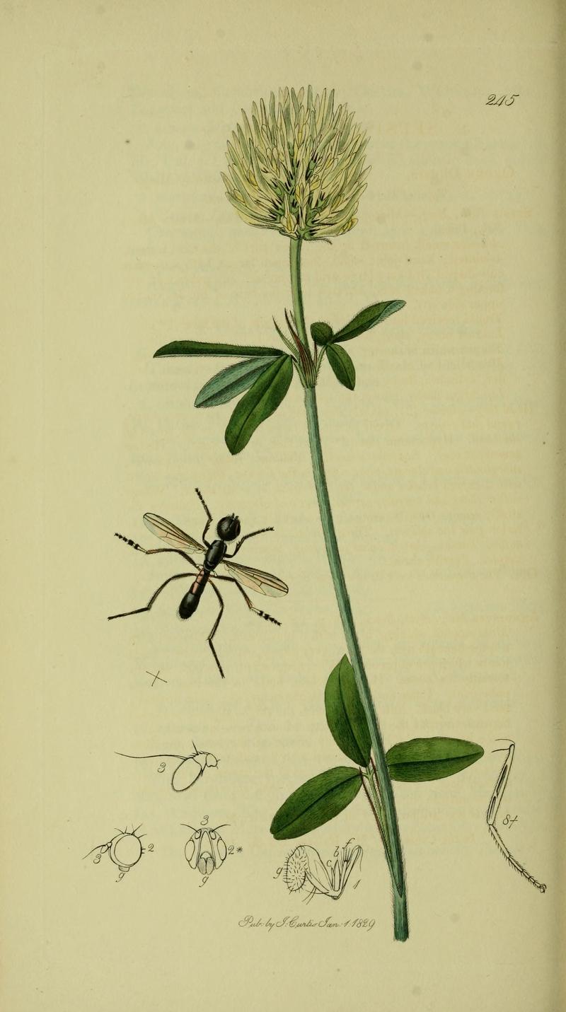 Britishentomologyvolume8Plate245