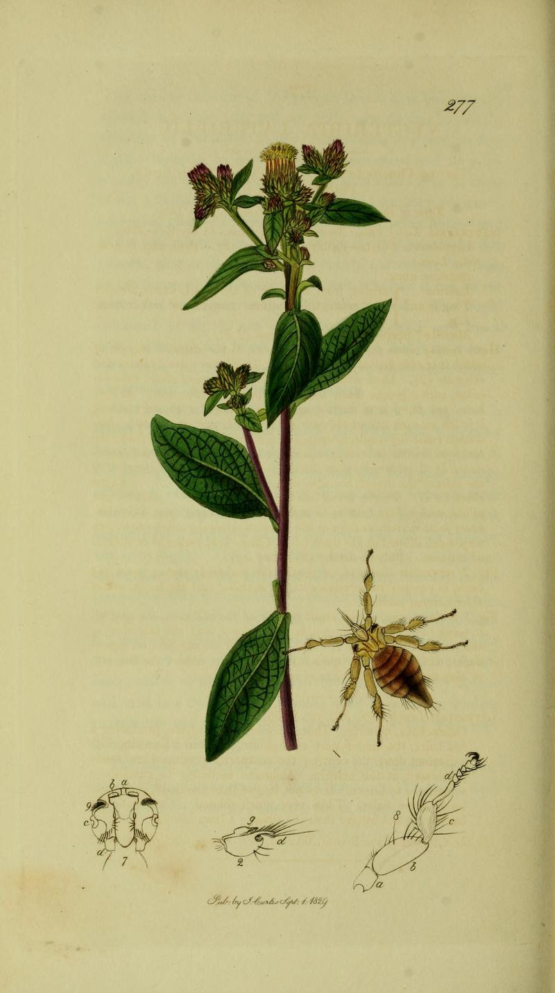 Britishentomologyvolume8Plate277
